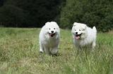 SAMOYEDE 043